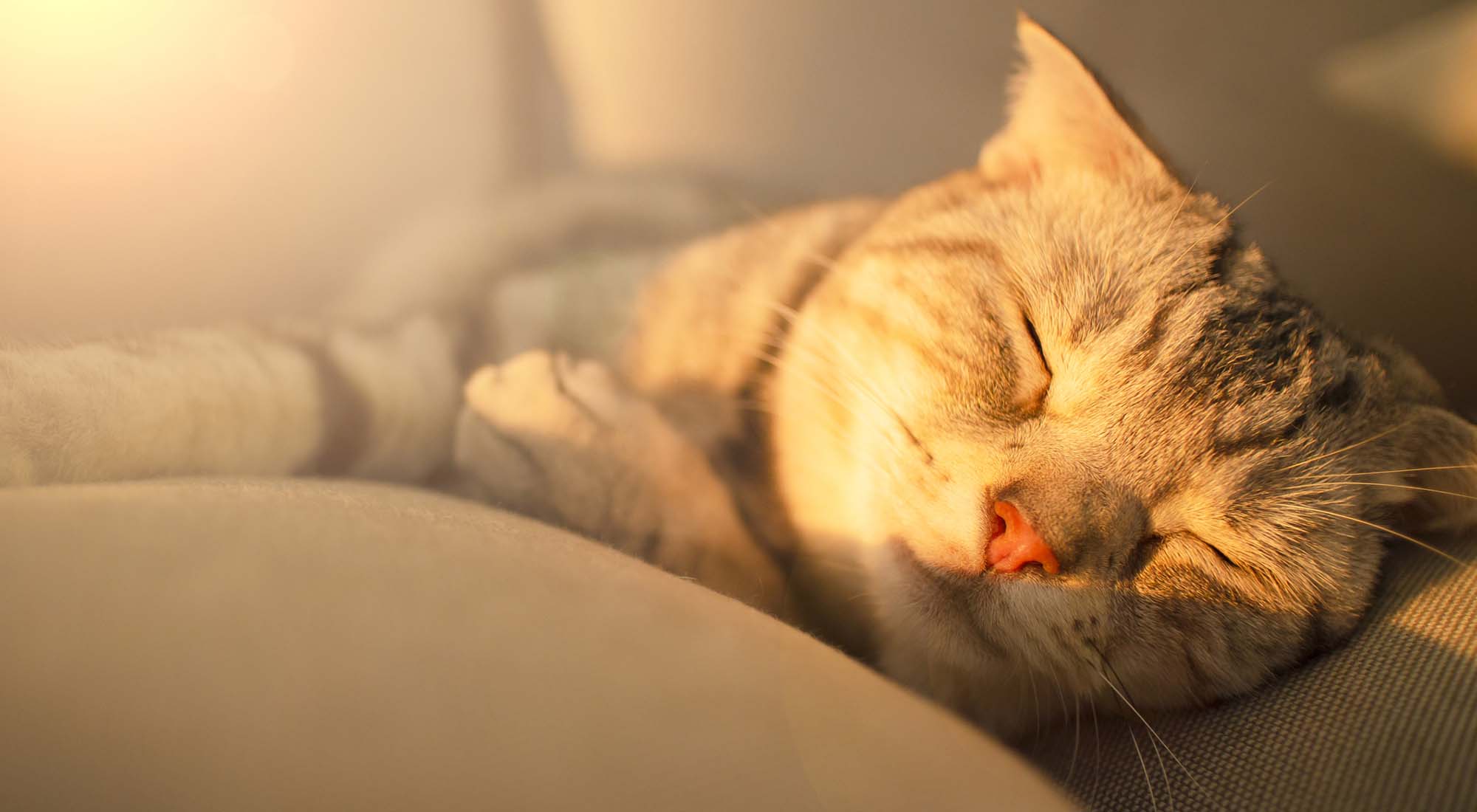 Cute cat sleeping on the couch Cute cat sleeping on the couch