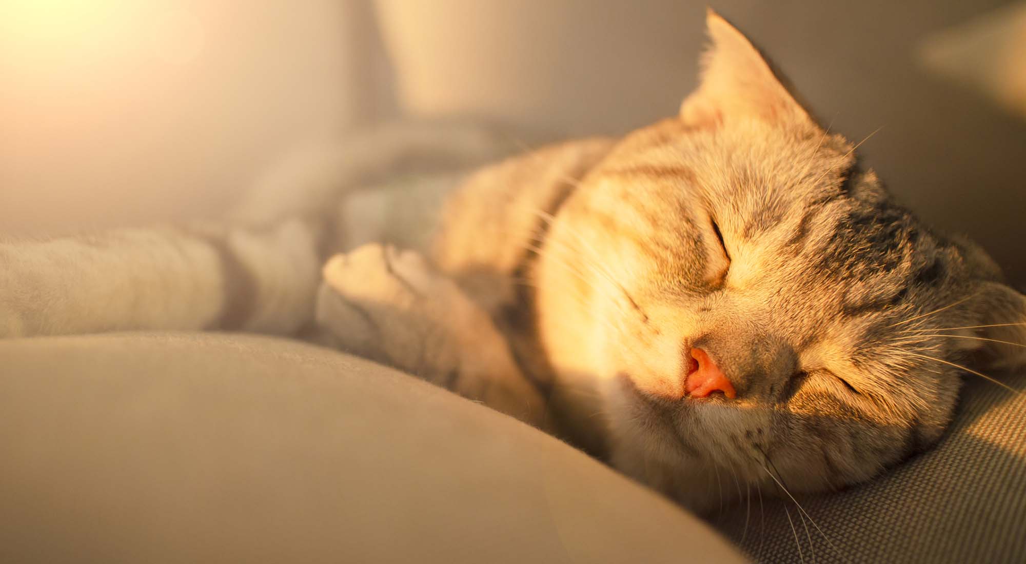 Cute cat sleeping on the couch