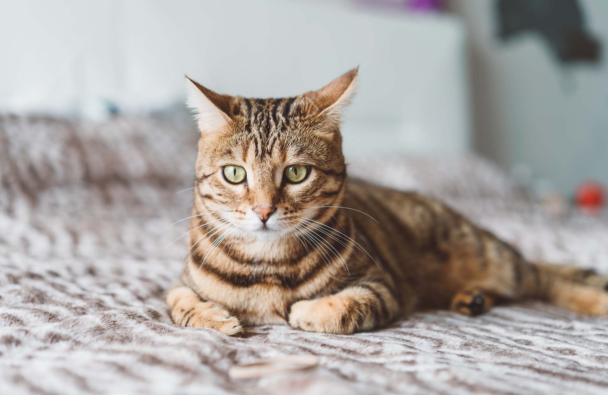 Cat relaxing on a bed