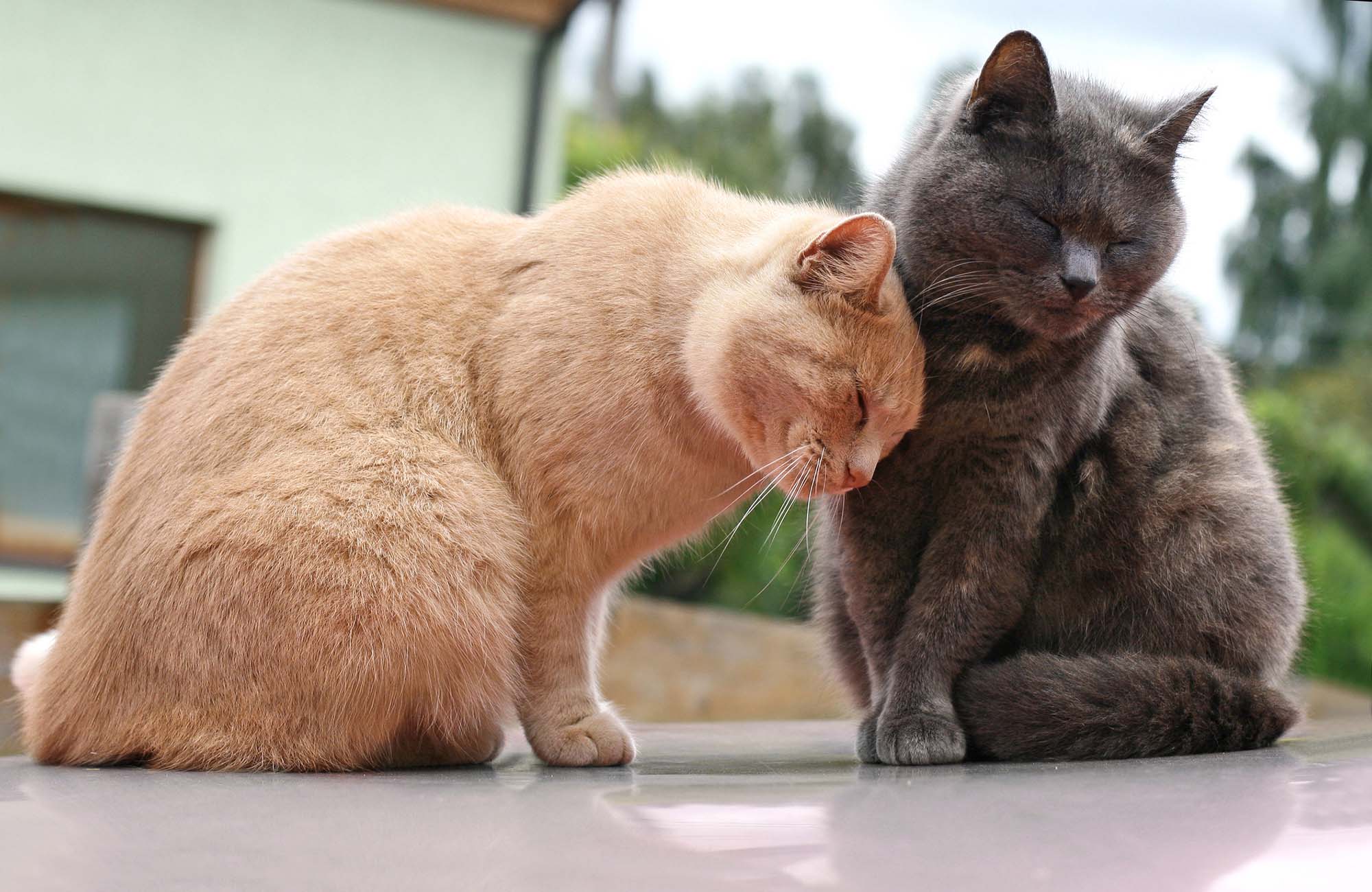 Sleepy cats sitting outside