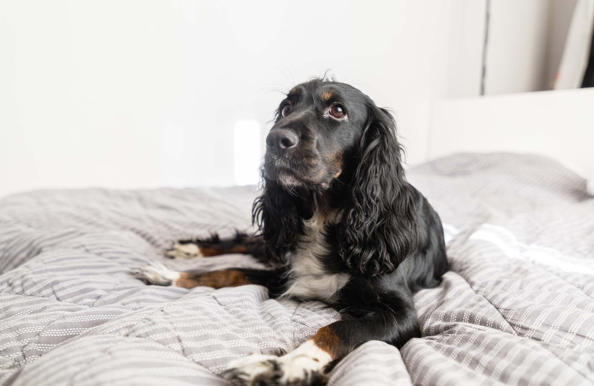 Black Spaniel dog on bed