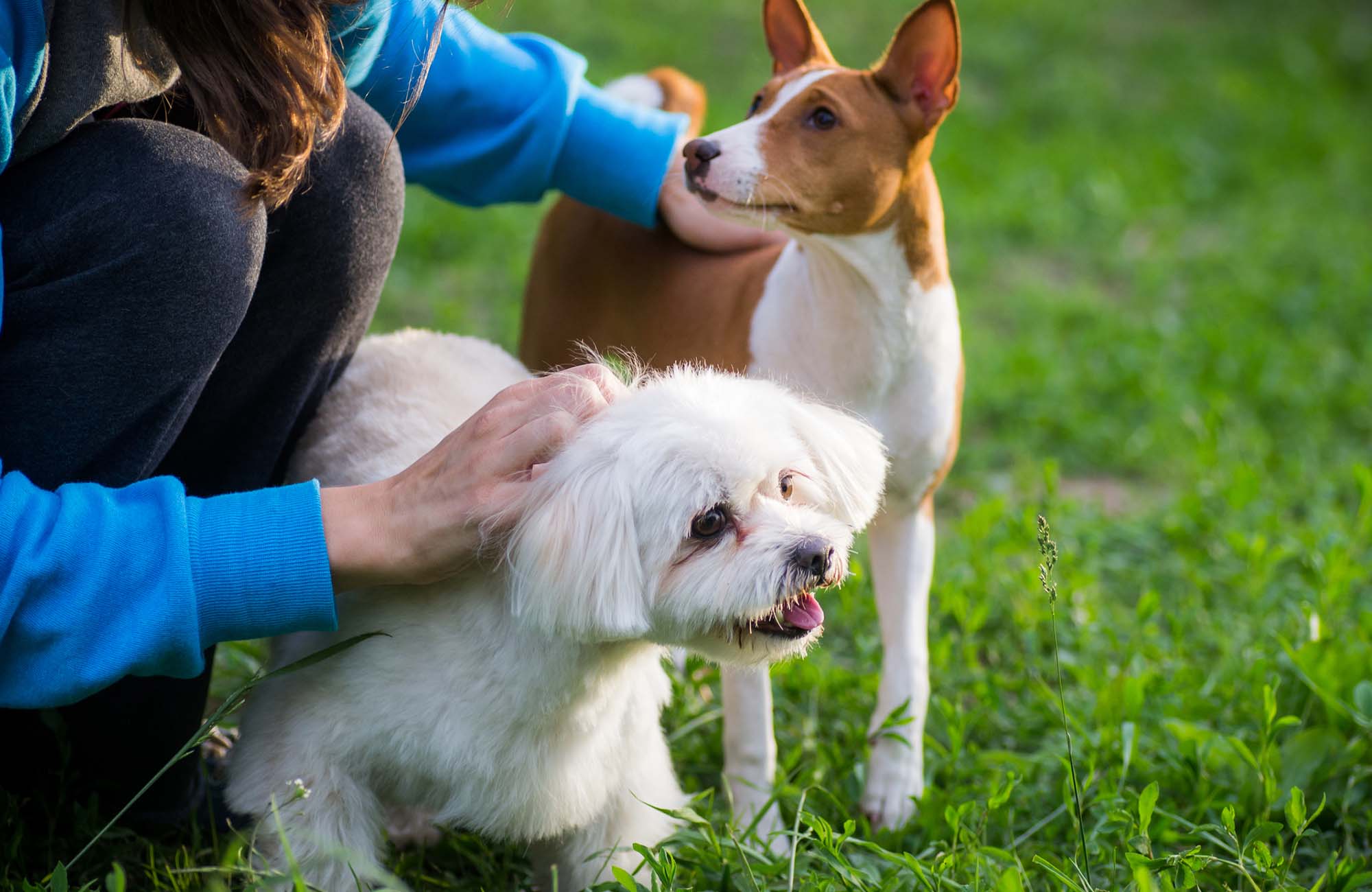 Two happy dogs being petted outside