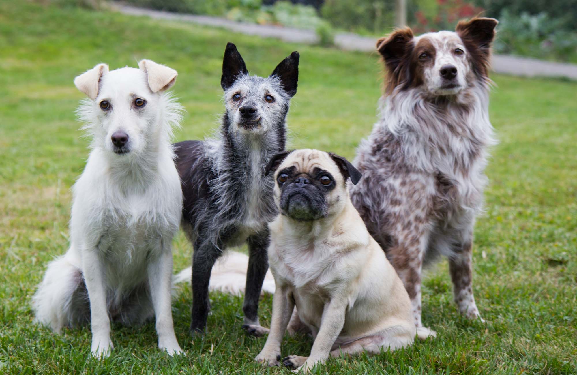 Group of dogs Group of dogs