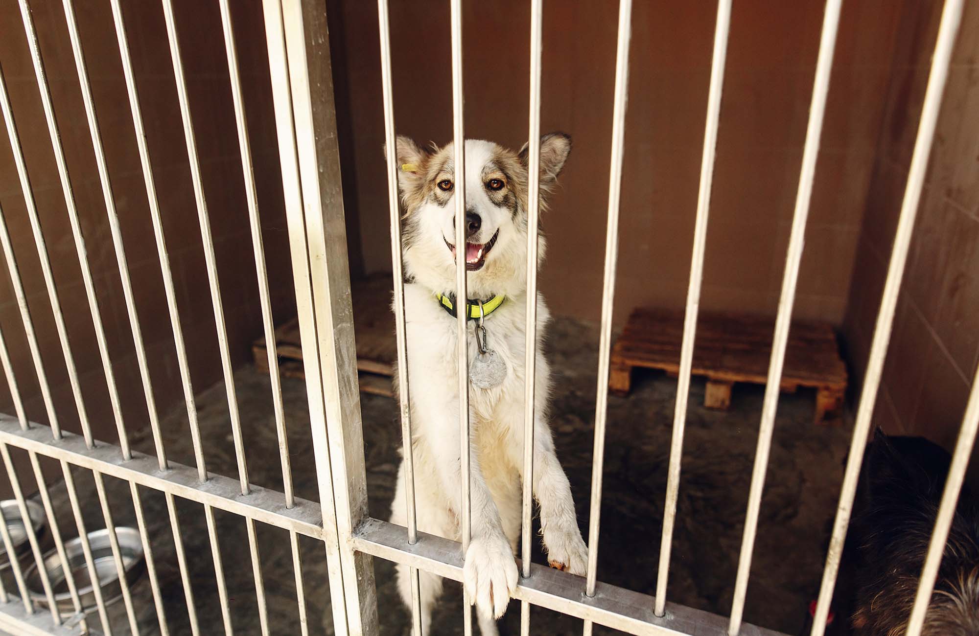 Cute happy dog in a kennel